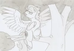 Size: 1502x1043 | Tagged: safe, artist:ravenpuff, deleted from derpibooru, derpibooru import, oc, oc:summer lights, unofficial characters only, bird, bird pone, pegasus, pony, behaving like a bird, branches, cute, glasses, male, monochrome, music notes, singing, solo, stallion, traditional art, tree, tree branch