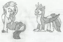 Size: 1613x1081 | Tagged: safe, artist:thekman100, derpibooru import, gallus, silverstream, gryphon, hippogriff, female, gallstream, half, jewelry, leg swap, male, modular, monochrome, necklace, partial body swap, pencil drawing, shipping, straight, swap, traditional art
