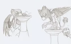 Size: 1220x756 | Tagged: safe, artist:ravenpuff, deleted from derpibooru, derpibooru import, oc, oc:hauer, oc:red velvet, unofficial characters only, earth pony, gryphon, pony, ..., :i, behaving like a bird, bird bath, earth pony oc, grayscale, griffon oc, male, monochrome, onomatopoeia, stallion, traditional art