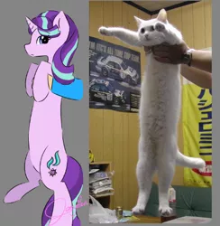 Size: 422x432 | Tagged: safe, artist:jaezmien, artist:vinylmelody, derpibooru import, starlight glimmer, cat, pony, unicorn, cute, glimmerbetes, irl, long glimmer, long pony, longcat, meme, photo, solo