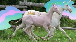 Size: 800x445 | Tagged: safe, artist:ravenpuff, deleted from derpibooru, derpibooru import, edit, princess celestia, oc, oc:butters, oc:sir reginald butterscop pendragon iv jr., alicorn, horse, pony, alicorn oc, bald, duo, female, horn, irl, male, mare, photo, princess celestia is a horse, recolored hoers, running, stallion, wings