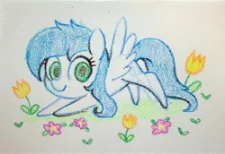 Size: 4092x2820 | Tagged: safe, artist:dawnfire, derpibooru import, oc, oc:cynosura, unofficial characters only, pegasus, pony, flower, solo, traditional art