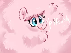Size: 1600x1200 | Tagged: safe, artist:colorfulcolor233, derpibooru import, oc, oc:fluffle puff, unofficial characters only, pony, cute, excessive fluff, female, flufflebetes, mare, maximum overfloof, ocbetes, pbbtt, raspberry, solo, tongue out