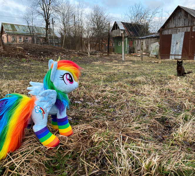 Size: 3348x3024 | Tagged: artist:epicrainbowcrafts, cat, clothes, derpibooru import, irl, photo, plushie, rainbow dash, rainbow socks, russia, safe, socks, solo, striped socks