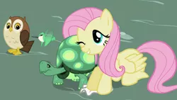 Size: 1366x768 | Tagged: safe, derpibooru import, screencap, fluttershy, tank, bird, hummingbird, owl, pegasus, pony, tortoise, may the best pet win, cute, female, handkerchief, male, mare