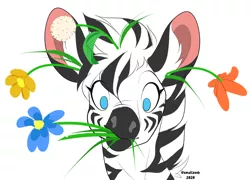Size: 1225x884 | Tagged: artist:smallzeeb, bust, cute, derpibooru import, eating, eating flower, flower, flower in hair, herbivore, horses doing horse things, male, oc, portrait, safe, simple background, solo, unofficial characters only, white background, zebra, zebras doing zebra things