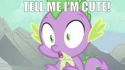 Size: 1481x832 | Tagged: safe, derpibooru import, edit, edited screencap, editor:undeadponysoldier, screencap, spike, dragon, a dog and pony show, caption, cute, image macro, impact font, looking at you, male, meme, solo, spikabetes, talking to viewer, tell me i'm pretty, text, the fairly oddparents, trixie tang