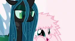 Size: 496x272 | Tagged: safe, artist:mixermike622, derpibooru import, queen chrysalis, oc, oc:fluffle puff, changeling, changeling queen, pony, excited, female, fluffy, hooves on face, lowres, pink background, queen chrysalis is not amused, simple background, unamused