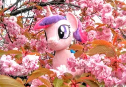 Size: 2080x1447 | Tagged: cherry blossoms, derpibooru import, flower, flower blossom, irl, japan, photo, photographer:pakapaka1993, plushie, princess cadance, safe, solo