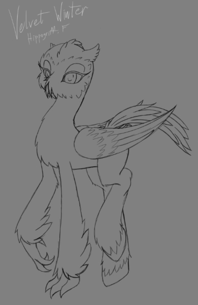 Size: 483x744 | Tagged: safe, artist:ravvij, derpibooru import, oc, oc:velvet winter, bird, hippogriff, owl, pony, beak, bill, claws, cute, downey, feather, female, fluffy, hippogriff oc, hooves, mare, short ears, short feathers, short mane, sketch, snowy owl, solo, talons, wings