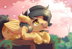 Size: 4000x2750 | Tagged: safe, alternate version, artist:ardail, derpibooru import, oc, oc:crisom chin, cow, cow pony, pegasus, pony, :p, cherry blossoms, cowified, cute, flower, flower blossom, image, jpeg, prone, raffle prize, solo, species swap, tongue out, wings