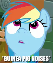 Size: 365x432 | Tagged: safe, derpibooru import, rainbow dash, stranger than fan fiction, caption, cute, dashabetes, faic, guinea pig, image macro, nose in the air, text