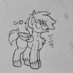 Size: 1660x1660 | Tagged: safe, artist:drheartdoodles, derpibooru import, oc, oc:dr.heart, clydesdale, pegasus, chest fluff, colt, male, smiling, tongue out, traditional art