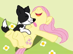 Size: 1024x760 | Tagged: safe, artist:pandalove93, derpibooru import, fluttershy, oc, oc:whopper, dog, pegasus, pony, animal, canon, eyes closed, giggles, laughing, laying on ground, licking, open mouth, tickling, tongue out, vector