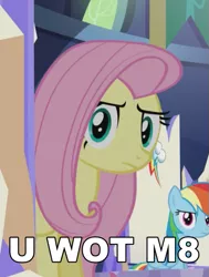 Size: 483x638 | Tagged: caption, derpibooru import, fluttershy, fluttershy is not amused, image macro, meme, reaction image, safe, text, unamused, u wot m8, what about discord?