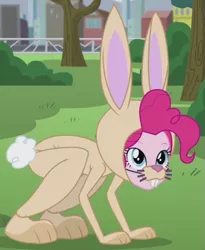 Size: 693x845 | Tagged: safe, derpibooru import, screencap, pinkie pie, rabbit, equestria girls, friendship games, pinkie spy (short), animal, animal costume, bunny costume, clothes, costume, outfit catalog, solo