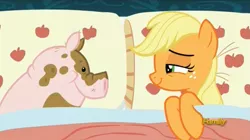 Size: 1277x713 | Tagged: safe, derpibooru import, screencap, applejack, pig, pony, 28 pranks later, applejack's bed partner, bed, bedroom eyes, discovery family logo, exploitable meme, lidded eyes, meme, meme origin, out of context, pillow, smiling