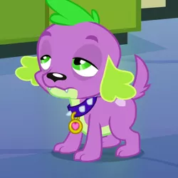 Size: 720x720 | Tagged: safe, derpibooru import, screencap, spike, dog, equestria girls, equestria girls (movie), cropped, lidded eyes, solo, spike the dog