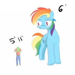 Size: 1100x1100 | Tagged: safe, artist:askcanadash, derpibooru import, rainbow dash, oc, oc:anon, human, pegasus, pony, /fit/, 5'11" vs 6'0", blatant lies, giant pony, grin, macro, manlet, meme, mog, simple background, size difference, smiling, white background