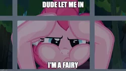 Size: 884x499 | Tagged: against glass, caption, daring done?, derpibooru import, dude let me in, edit, edited screencap, fairy, glass, image macro, meme, pinkie pie, safe, screencap, solo, text