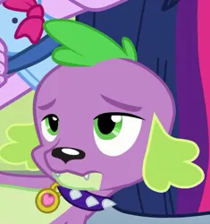 Size: 477x507 | Tagged: safe, derpibooru import, screencap, spike, dog, equestria girls, equestria girls (movie), cropped, puppy, solo, spike is not amused, spike the dog, unamused