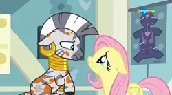 Size: 854x470 | Tagged: safe, derpibooru import, screencap, fluttershy, zecora, pegasus, pony, zebra, a health of information, carousel (tv channel), cute, floppy ears, frown, looking at each other, sad, sadorable, shyabetes, swamp fever, zecorable