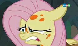 Size: 794x470 | Tagged: safe, derpibooru import, screencap, fluttershy, pony, a health of information, carousel (tv channel), cropped, swamp fever