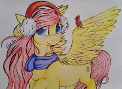 Size: 1246x911 | Tagged: safe, artist:gleamydreams, derpibooru import, fluttershy, bird, cardinal, pegasus, pony, christmas, clothes, drawing, earmuffs, female, head turn, hearth's warming eve, holiday, looking at you, mare, prismacolors, raised hoof, scarf, solo, spread wings, traditional art, wings