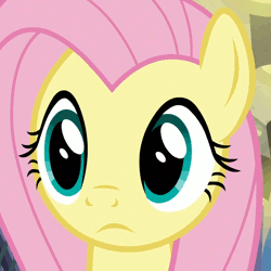 Size: 780x780 | Tagged: safe, derpibooru import, edit, edited screencap, editor:seiken, screencap, fluttershy, pony, fake it 'til you make it, animated, cropped, cute, gif, reaction image, shyabetes, solo, wow