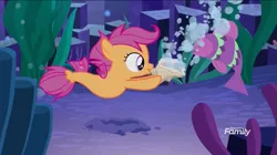 Size: 1440x804 | Tagged: apple bloom, bubble, conch, cutie mark crusaders, derpibooru import, fish, safe, scootaloo, screencap, sea-mcs, seaponified, seapony apple bloom, seapony (g4), seapony scootaloo, seapony sweetie belle, seashell, species swap, surf and/or turf, sweetie belle