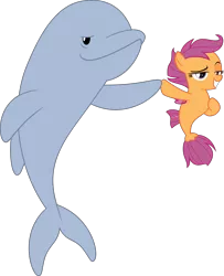 Size: 3000x3696 | Tagged: safe, artist:sollace, derpibooru import, scootaloo, dolphin, pony, porpoise, seapony (g4), surf and/or turf, .svg available, implied pun, seaponified, seapony scootaloo, simple background, smiling, smug, species swap, transparent background, vector