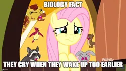 Size: 888x499 | Tagged: safe, derpibooru import, edit, edited screencap, screencap, clementine, fluttershy, bird, giraffe, otter, pony, rabbit, raccoon, yakity-sax, animal, caption, crying, female, fluttershy's cottage, grammar error, image macro, mare, meme, text, woken up at a bad time