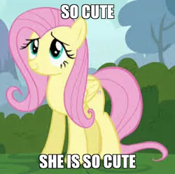 Size: 900x896 | Tagged: safe, derpibooru import, edit, edited screencap, screencap, fluttershy, it ain't easy being breezies, captain obvious, caption, cropped, cute, image macro, low res image, meme, needs more jpeg, shyabetes, text, truth