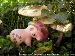 Size: 900x675 | Tagged: artist:larrachersan, derpibooru import, g1, irl, mushroom, parasol (g1), parasol mushroom, photo, rainbow ponies, safe, solo, toy
