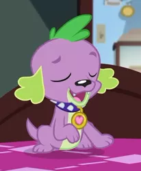Size: 411x500 | Tagged: safe, derpibooru import, screencap, spike, spike the regular dog, dog, equestria girls, equestria girls series, reboxing with spike!, spoiler:eqg series (season 2), collar, cropped, eyes closed, male, paws, sci-twi's room, smiling, spike's dog collar