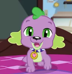 Size: 540x555 | Tagged: safe, derpibooru import, screencap, spike, spike the regular dog, dog, equestria girls, equestria girls series, reboxing with spike!, spoiler:eqg series (season 2), collar, cropped, cute, looking at you, male, paws, puppy, spikabetes, spike's dog collar