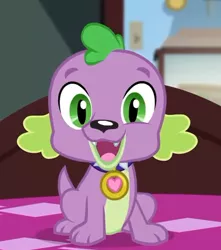 Size: 428x484 | Tagged: safe, derpibooru import, screencap, spike, spike the regular dog, dog, equestria girls, equestria girls series, reboxing with spike!, spoiler:eqg series (season 2), collar, cropped, cute, looking at you, paws, smiling, spikabetes, spike's dog collar, tail