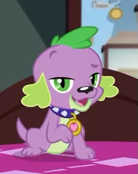Size: 403x507 | Tagged: safe, derpibooru import, screencap, spike, spike the regular dog, dog, equestria girls, equestria girls series, reboxing with spike!, spoiler:eqg series (season 2), cropped, looking at you, paws, sci-twi's room, smiling, spike's dog collar, tail