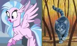 Size: 527x316 | Tagged: cat, comparison, derpibooru import, safe, silverstream, silverstream (warriors), warrior cats, warriors