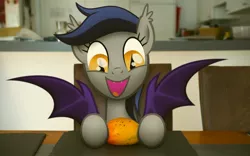 Size: 1920x1200 | Tagged: safe, derpibooru import, oc, oc:echo, unofficial characters only, bat pony, pony, bat wings, chair, cute, ear tufts, echo's fruit rampage, eyes on the prize, fangs, female, food, fruit, happy, hoof hold, imminent bite, imminent nom, irl, lidded eyes, looking at something, mango, mare, ocbetes, open mouth, photo, ponies in real life, smiling, solo, spread wings, table, that batpony sure does love mangoes, wings