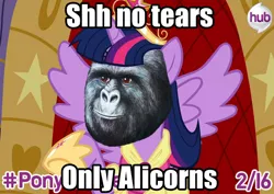 Size: 700x495 | Tagged: safe, derpibooru import, twilight sparkle, twilight sparkle (alicorn), alicorn, pony, alicorn drama, drama, female, gorilla munch, jimmies, mare