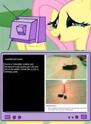 Size: 694x950 | Tagged: birthday, caterpillar, crown, derpibooru import, exploitable meme, fluttercry, fluttershy, jewelry, meme, obligatory pony, regalia, safe, tv meme