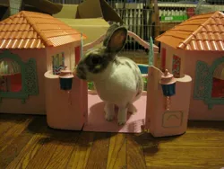 Size: 960x720 | Tagged: animal, barely pony related, derpibooru import, g1, paradise estate, pet, playset, rabbit, safe