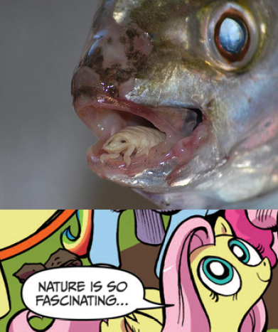 Size: 391x467 | Tagged: cymothoa exigua, derpibooru import, exploitable meme, fish, fluttershy, idw, isopod, meme, nature is so fascinating, nightmare fetishist, obligatory pony, parasite, safe, tongue eating isopod