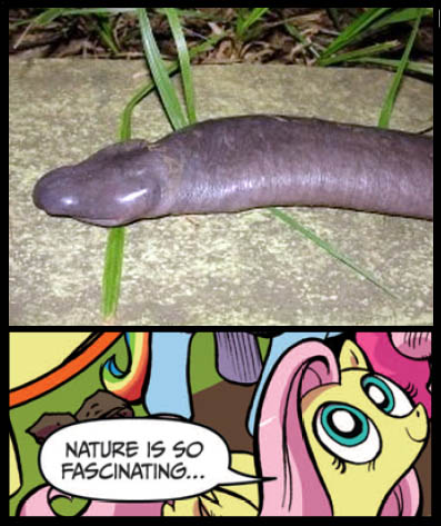 Size: 397x473 | Tagged: suggestive, derpibooru import, fluttershy, amphibian, caecilian, exploitable meme, meme, nature is so fascinating, obligatory pony, unfortunate evolution, youtube link