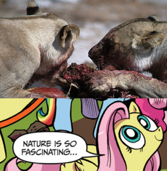 Size: 1500x1538 | Tagged: big cat, blood, carnivore, derpibooru import, exploitable meme, fluttershy, lion, meme, nature is so fascinating, obligatory pony, semi-grimdark