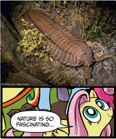 Size: 395x473 | Tagged: arthropleura, centipede, derpibooru import, exploitable meme, fluttershy, giant centipede, idw, meme, nature is so fascinating, obligatory pony, safe