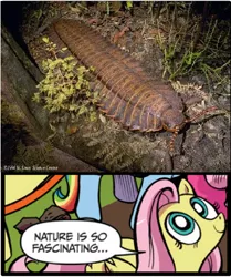 Size: 395x473 | Tagged: arthropleura, centipede, derpibooru import, exploitable meme, fluttershy, giant centipede, idw, meme, nature is so fascinating, obligatory pony, safe