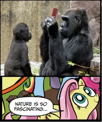 Size: 397x474 | Tagged: derpibooru import, exploitable meme, fluttershy, gorilla, meme, nature is so fascinating, nintendo, nintendo ds, obligatory pony, safe