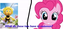 Size: 823x389 | Tagged: andrea libman, bee, derpibooru import, exploitable meme, insect, maya the bee, meme, pinkie pie, quiz, safe, same voice actor, trivia, voice actor joke